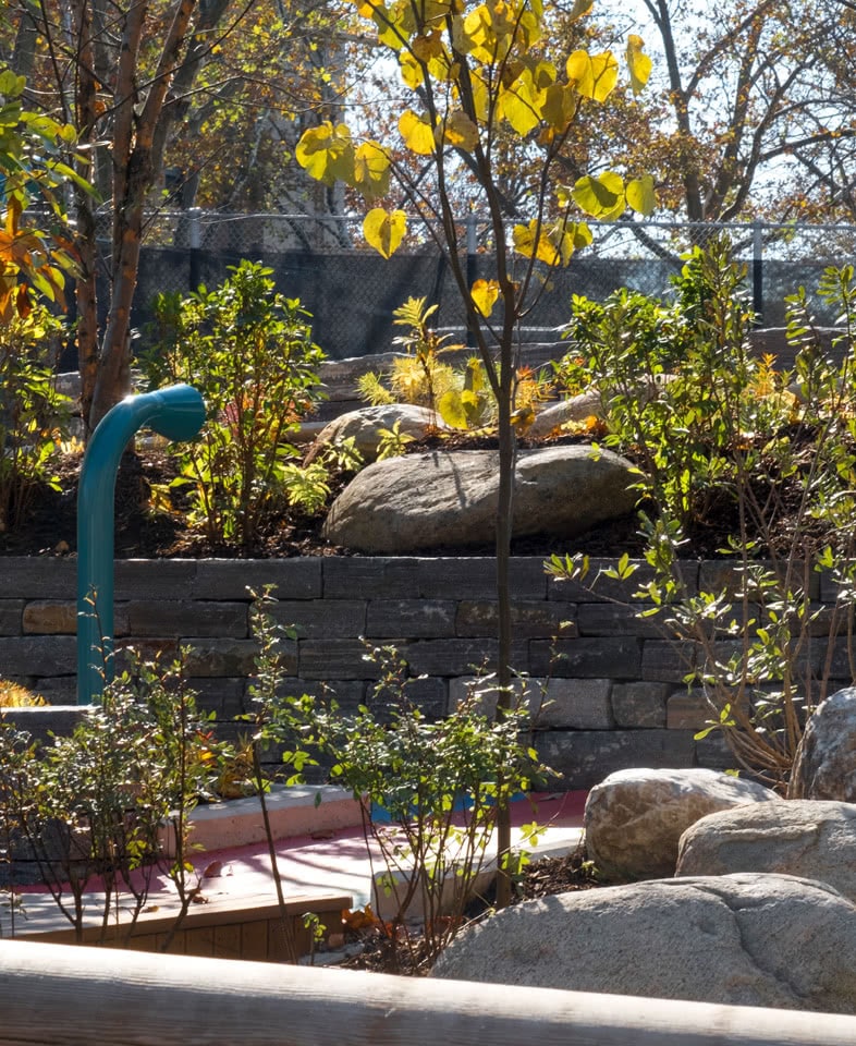 PS 16 Wakefield Playground plantings